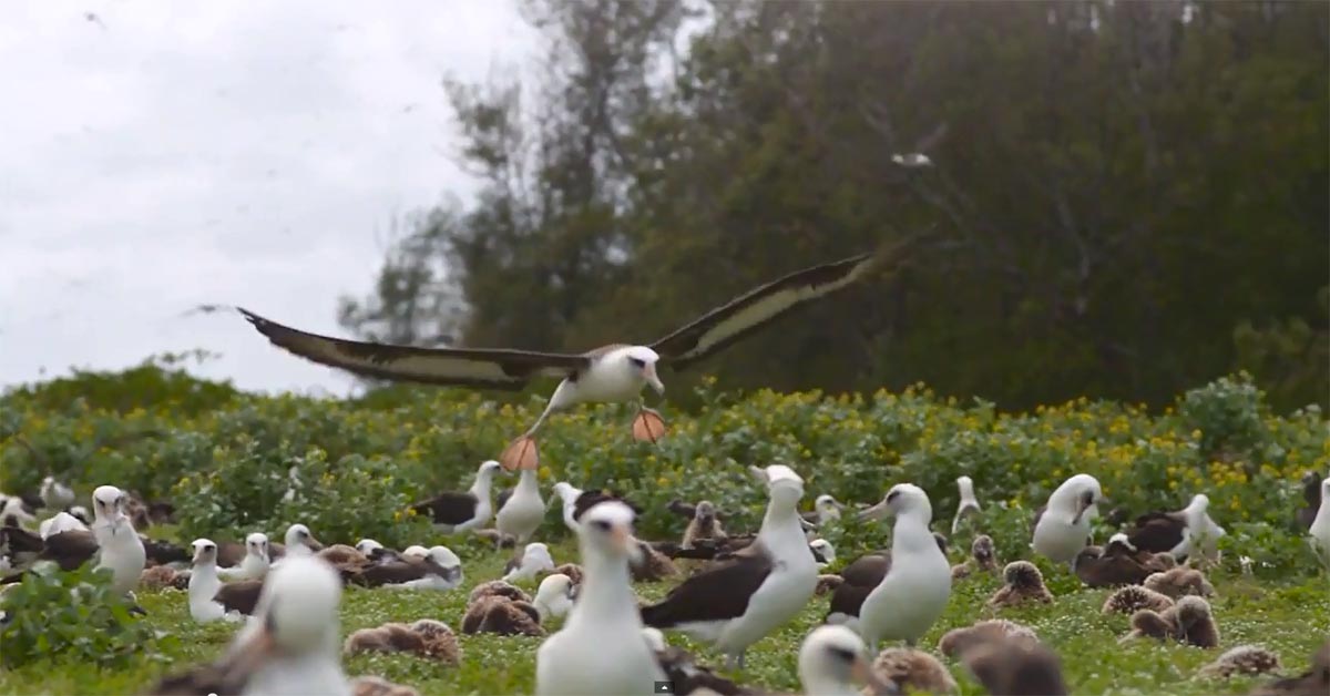 O životu i smrti na dalekom otoku